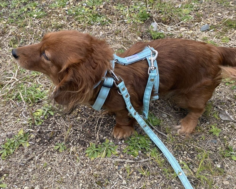 犬のダブルリードとは？愛犬の脱走を防ぐ選び方とおすすめの組み合わせ