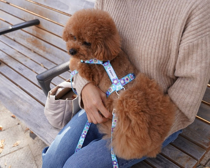 抜けない×おしゃれ！犬のハーネス選びで妥協しない方法