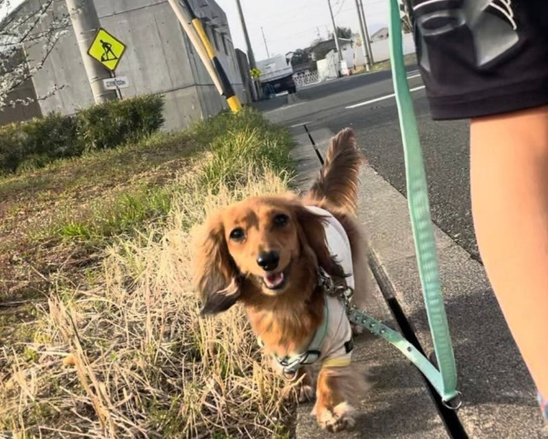 子どもに犬の散歩を任せて大丈夫？手放しても安心なリードの選び方