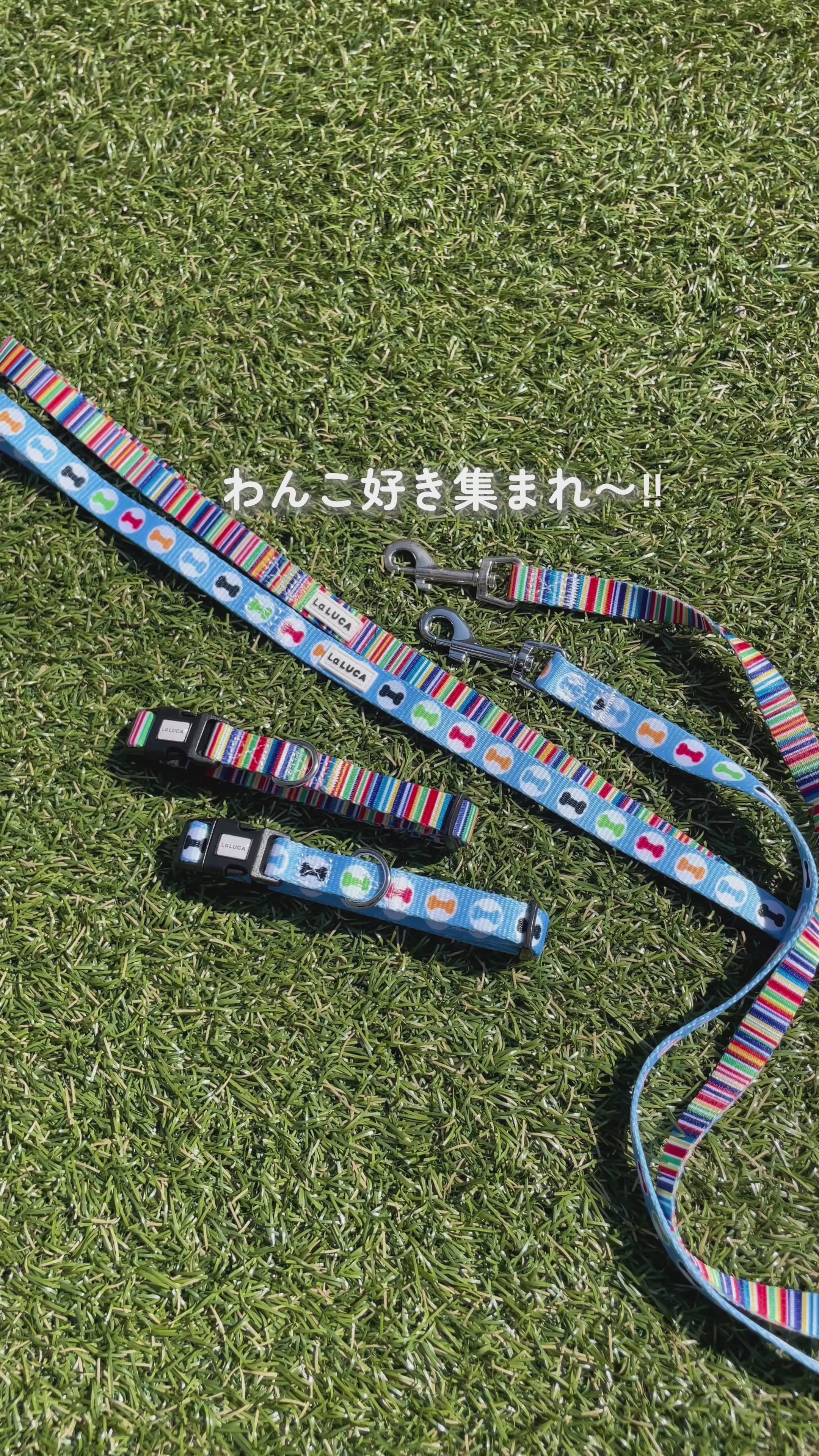 地上波ドラマで使用されました／ カラフル首輪・リード（単品購入もOK！）